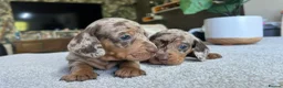 Miniature Dachshund dogs for sale: KC Mini Dachshund Puppies – Dapple & Chocolate - Advert 1