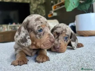 Miniature Dachshund dogs KC Mini Dachshund Puppies – Dapple & Chocolate - Advert 1