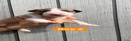 English Bull Terrier dogs for sale: KC REG English Bull Terrier puppies 🐶 - Advert 20