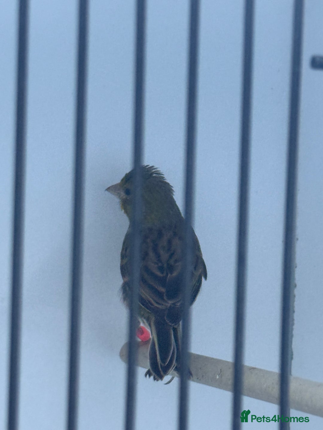 Canaries birds for sale: Raza canaries  - Image 3