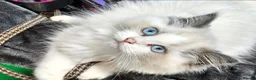 Ragdoll cats for sale: Amazing Ragdoll Babies  in Hartlepool - Advert 13