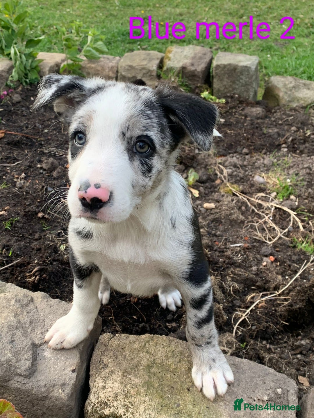 Hanging Tree Border Collie Cow Dogs For Sale Hanging Tree Border