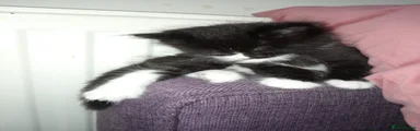Tuxedo 2