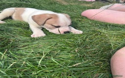 American Bulldog dogs for sale: Ready now Beautiful litter American bulldog puppy - Image 3