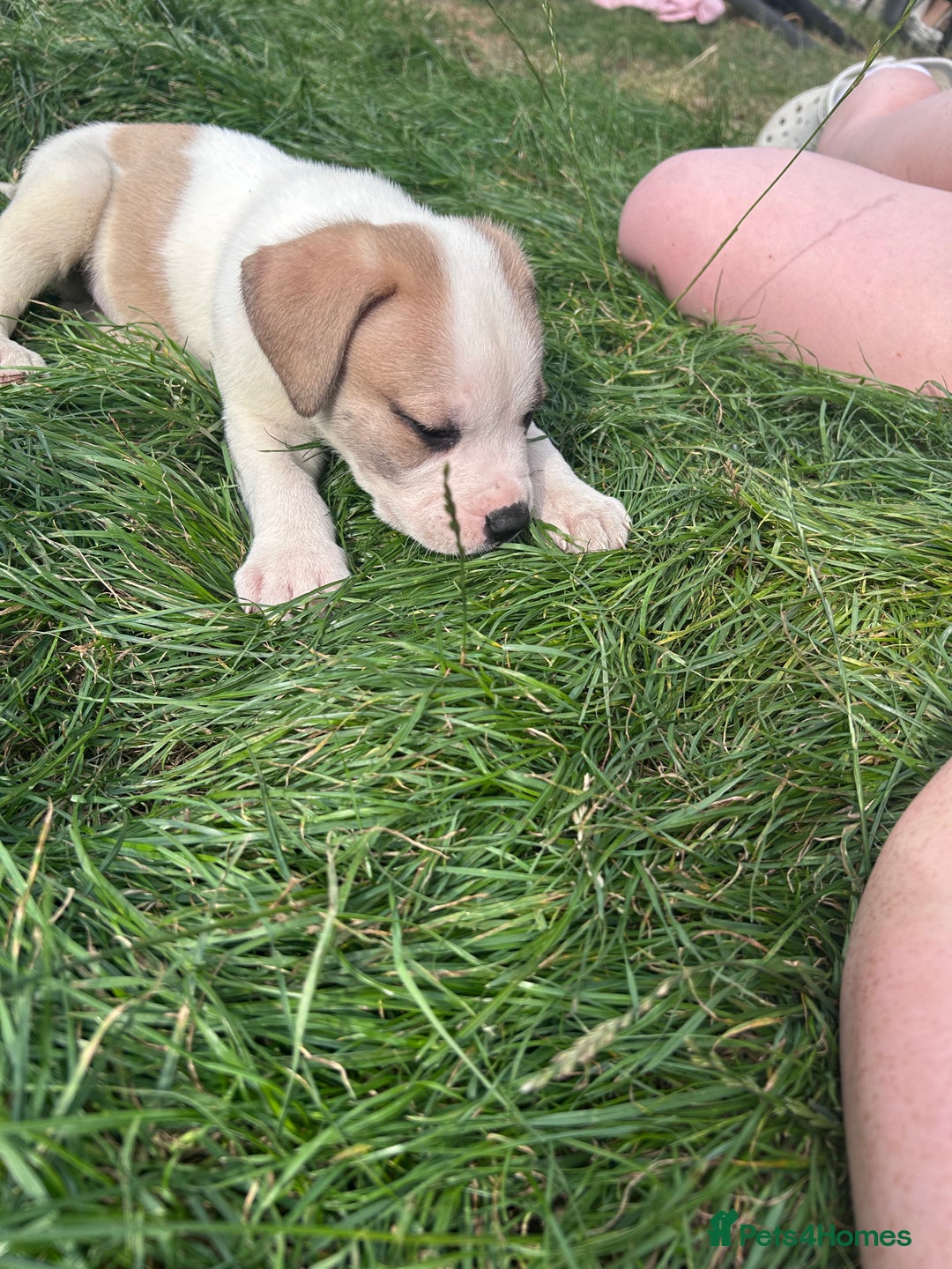 American Bulldog dogs for sale: Ready now Beautiful litter American bulldog puppy - Image 3