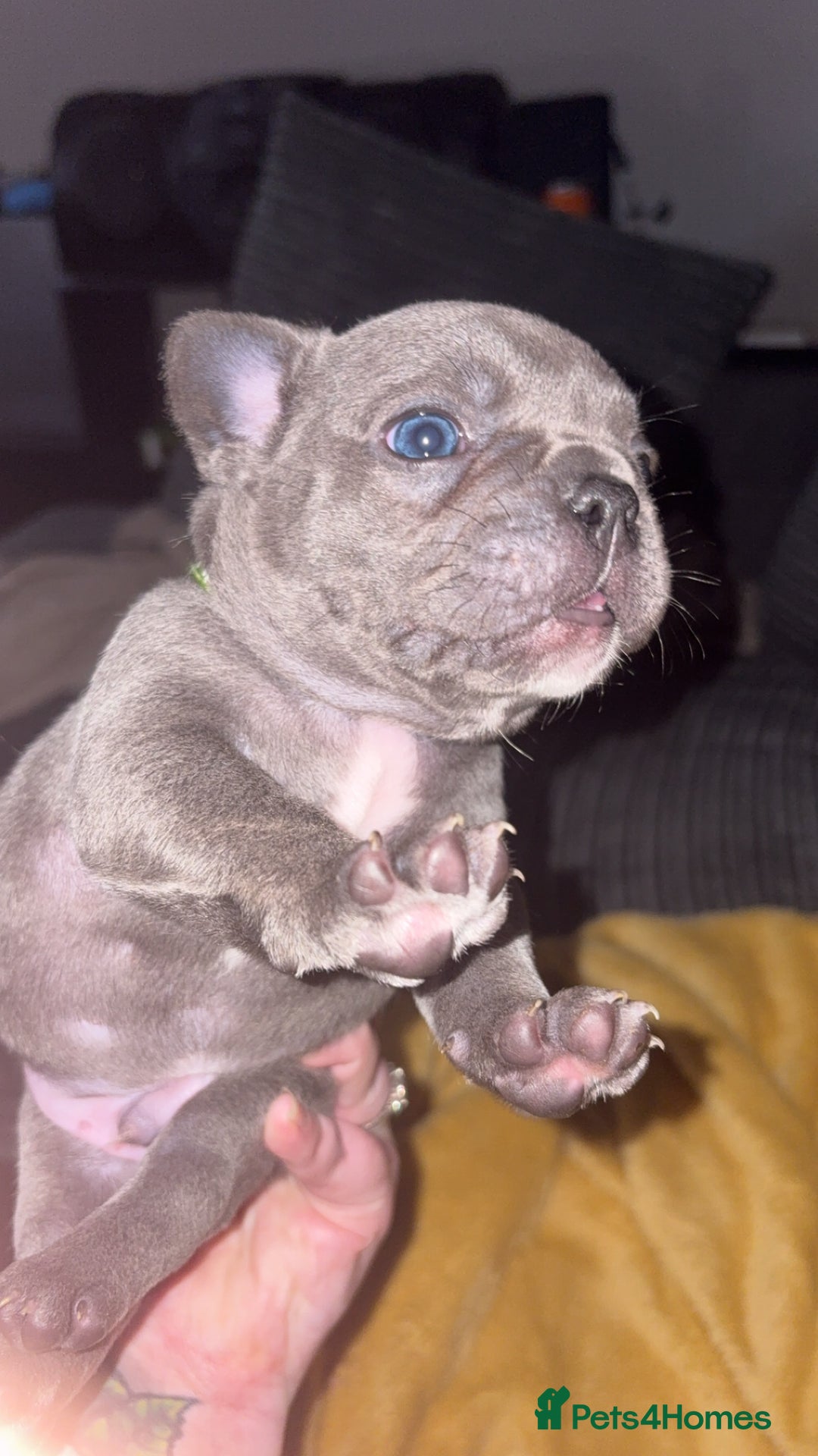 French Bulldog dogs for sale: Beautiful boy looking forever home  - Advert 14