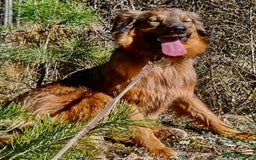 Border Collie dogs for adoption: Frida: From the Side of the Road - Image 1