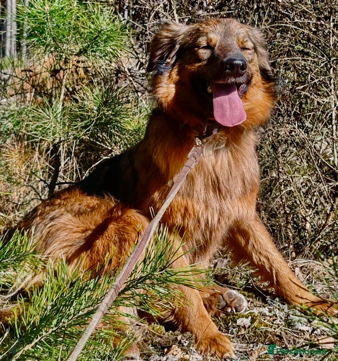 Border Collie dogs for adoption: Frida: From the Side of the Road - Image 1