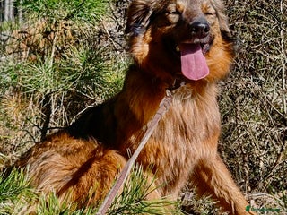 Border Collie dogs - Advert 1