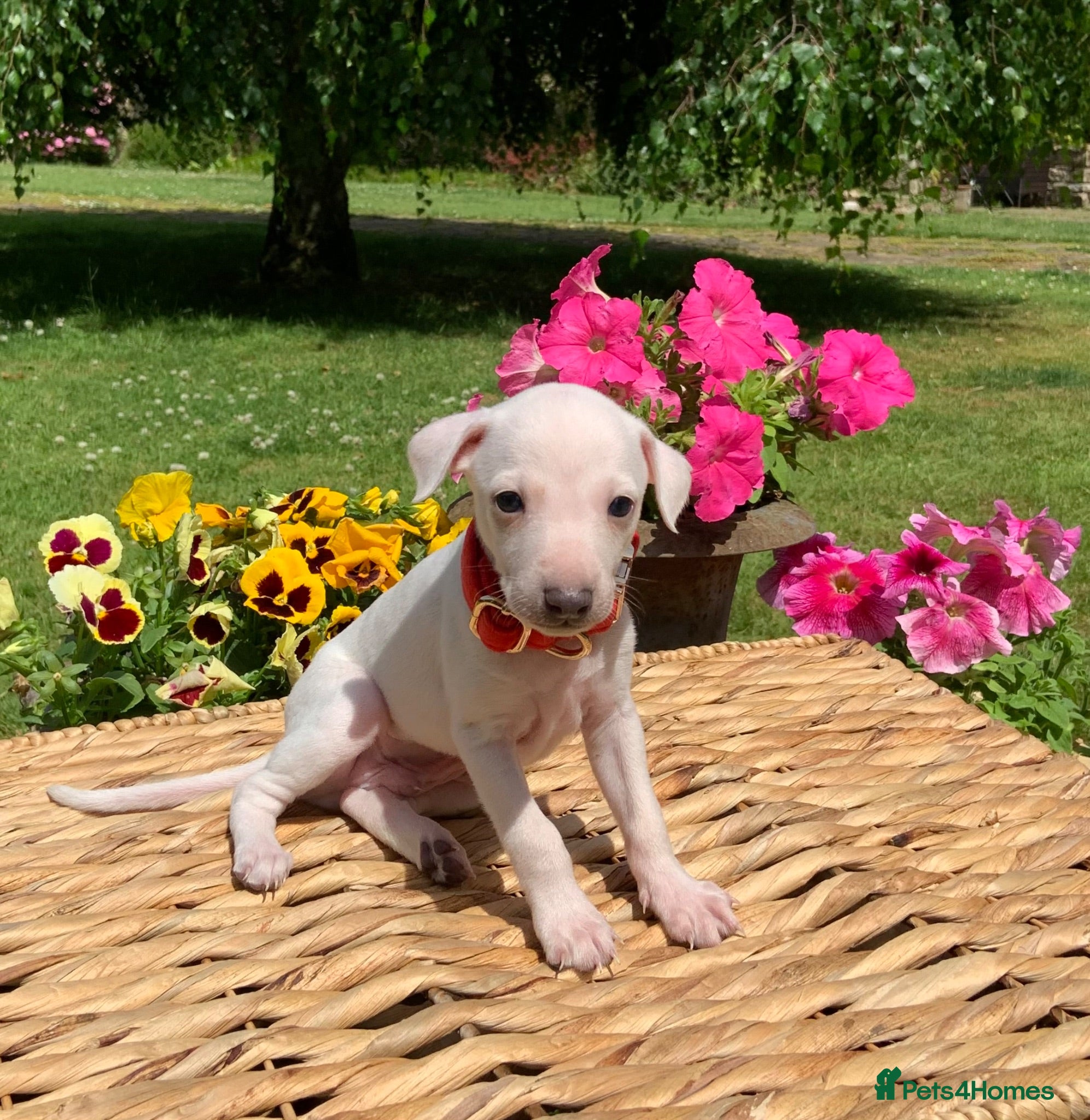 Italian Greyhound dogs KC Italian greyhound puppies East. Europ lineage - Advert 7