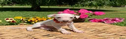 Italian Greyhound dogs for sale: KC Italian greyhound puppies East. Europ lineage - Advert 8