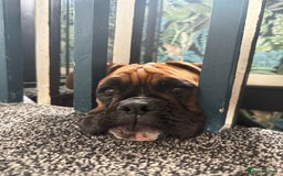 Boxer dogs for sale: Beautiful girl deserves the world 8 months old - Image 9