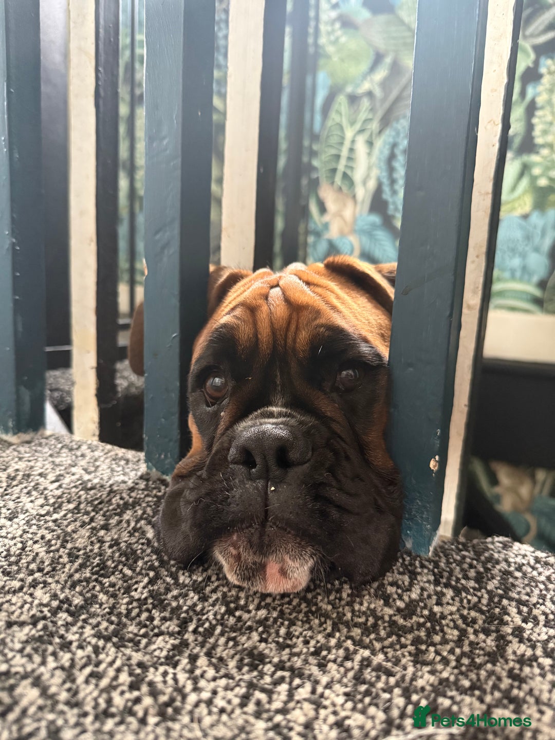 Boxer dogs for sale: Beautiful girl deserves the world 8 months old - Image 9