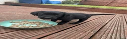 Labrador Retriever dogs for sale: KC Registered Black Labrador Puppies - Advert 10