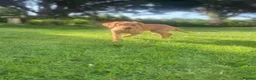 Labrador Retriever dogs for sale: KC registered Labours Fully vaccinated  - Advert 4