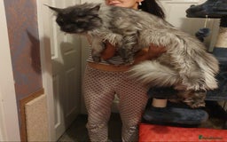 Maine Coon cats for stud: Amazing Russian Import For STUD in Sheffield - Image 4