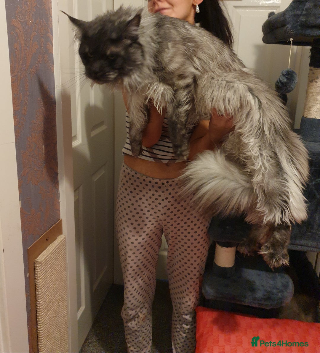 Maine Coon cats for stud: Amazing Russian Import For STUD in Sheffield - Image 4
