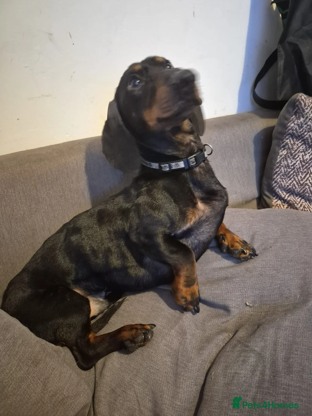 Dachshund dogs for stud: Beautiful Boy Duke in Cradley Heath - Advert 1