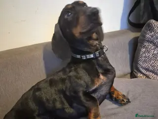 Dachshund dogs Beautiful Boy Duke - Advert 5