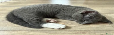 Russian Blue 1