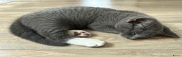 Russian Blue cats for sale: 10 weeks old beautiful Russian Blue kitten girl in Rugby - Advert 2