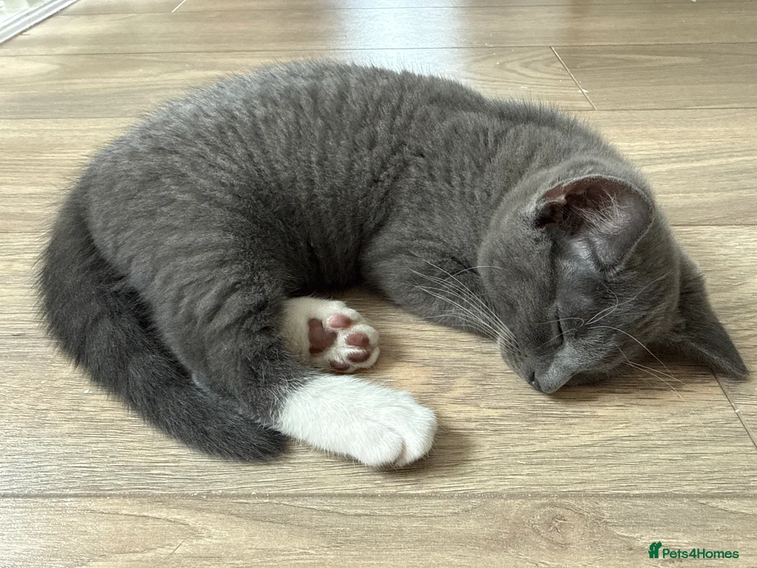 Russian Blue cats for sale: 10 weeks old beautiful Russian Blue kitten girl in Rugby - Advert 2