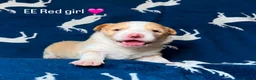 Border Collie dogs for sale: Stunning Champion line puppies  - Advert 36