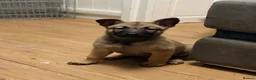 Belgian Shepherd Dog dogs for sale: 3 female Belgian malinois 9 weeks old  - Advert 16