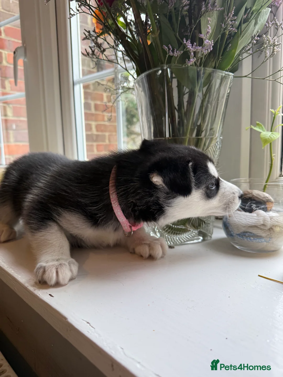 Siberian Husky dogs for sale: Gorgeous, Healthy & Fully Insured Siberian puppies in Stanmore - Advert 24