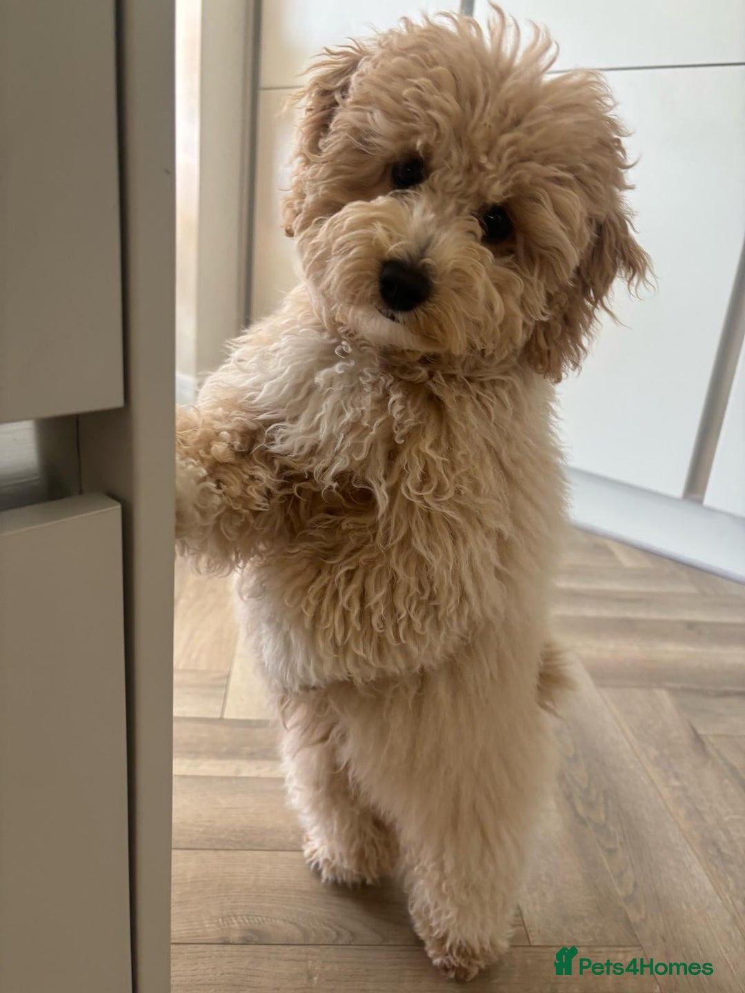 Cavapoo dogs for sale:  F1 poochons health tested parents 🐶 - Advert 15