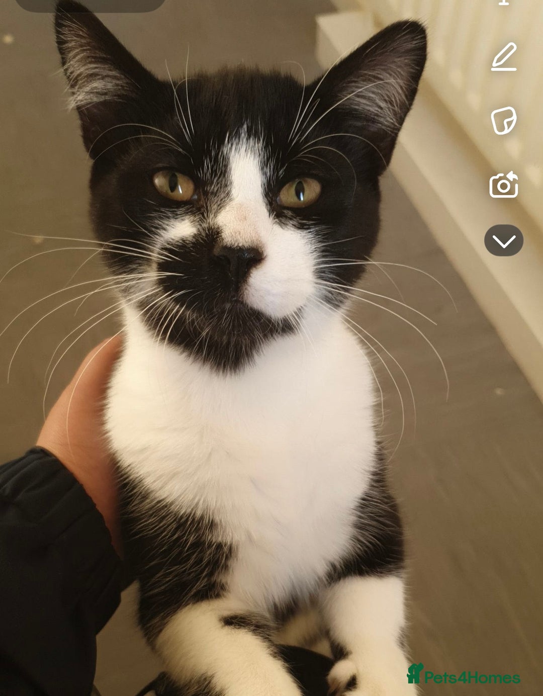 American Shorthair cats for sale: 2 beautiful Boy Cats (brothers) - Advert 2