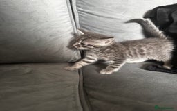Mixed Breed cats for sale: Grey mixed short hair kittens  - Image 4