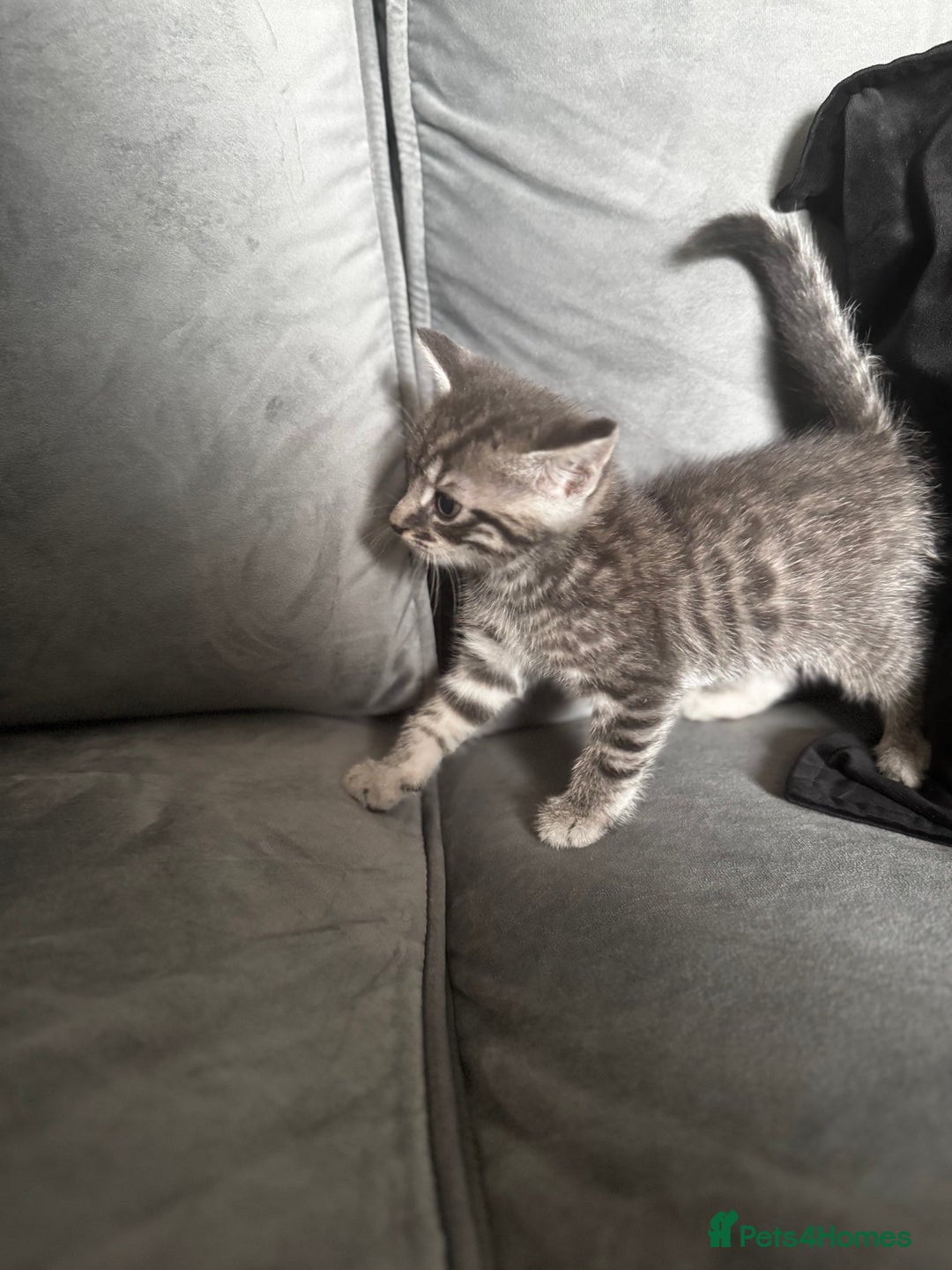Mixed Breed cats for sale: Grey mixed short hair kittens  - Image 4