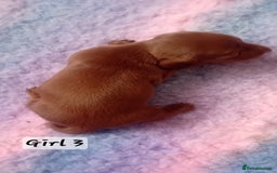 Miniature Dachshund dogs for sale: Miniature Daschund Puppies - Image 4