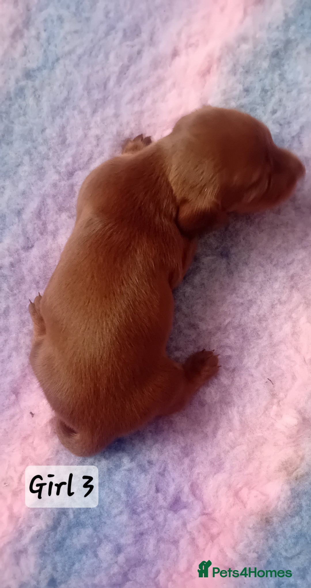 Miniature Dachshund dogs for sale: Miniature Daschund Puppies - Image 4