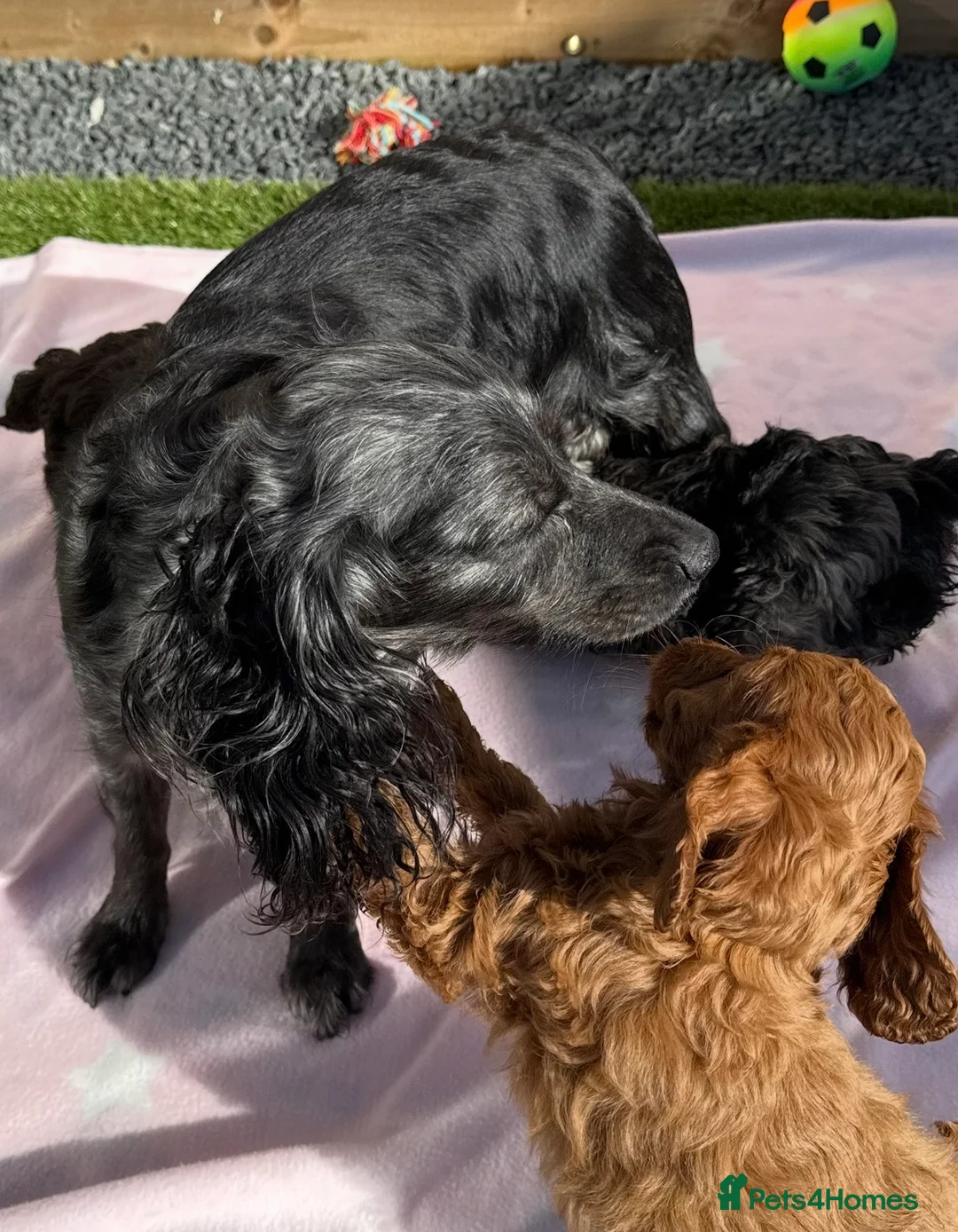 Cockapoo dogs for sale: Adorable litter of F1 Cockapoo puppies  - Advert 10
