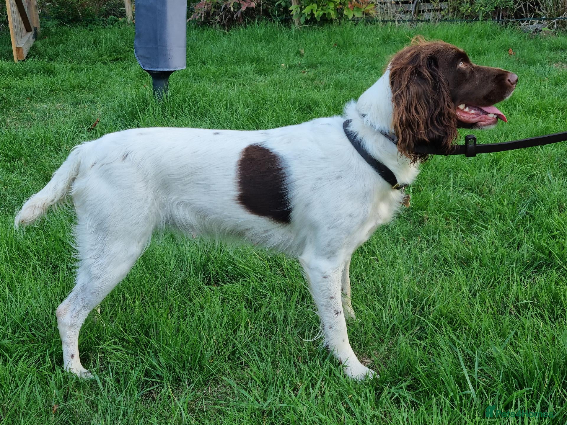 English Springer Spaniel dogs Working English Springer Spaniel Litter Expected - Advert 3