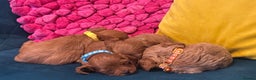 Cavapoo dogs for sale: Happy, healthy, playful litter of red cavapoos   - Advert 4