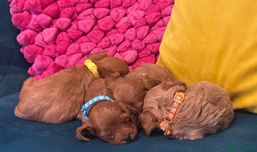 Cavapoo dogs for sale: Happy, healthy, playful litter of red cavapoos   - Advert 4