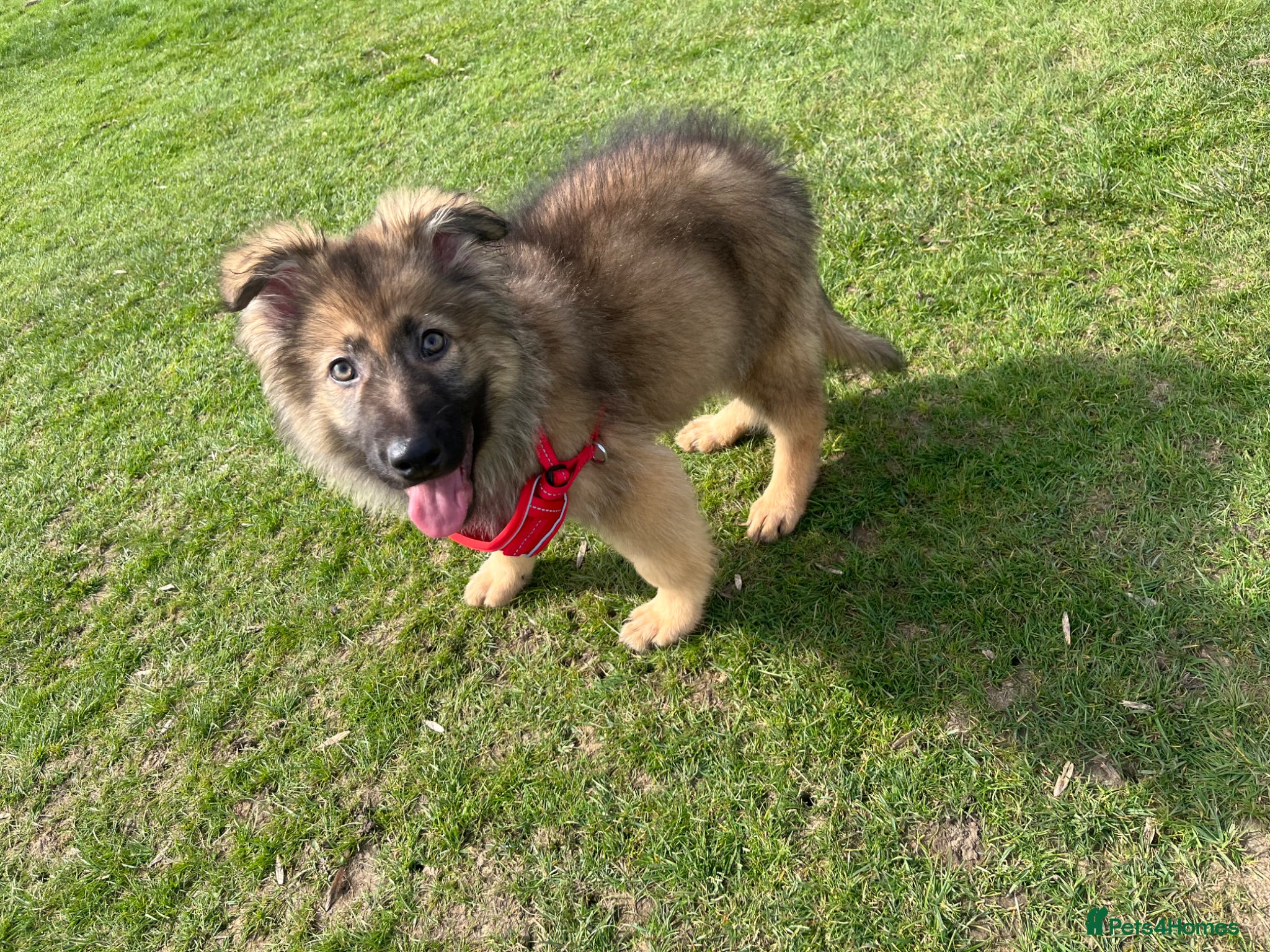 German Shepherd dogs Izzy/sable now 1600 fully vaccinated,trained  - Advert 1