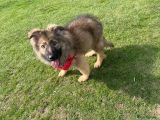 German Shepherd dogs Izzy/sable now 1600 fully vaccinated,trained - Advert 1