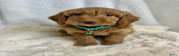 Goldendoodle dogs for sale: Top quality, health tested multiGen Double Doodles - Advert 8