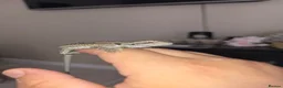 Bearded Dragon reptiles for sale: Baby beardies  - Advert 12