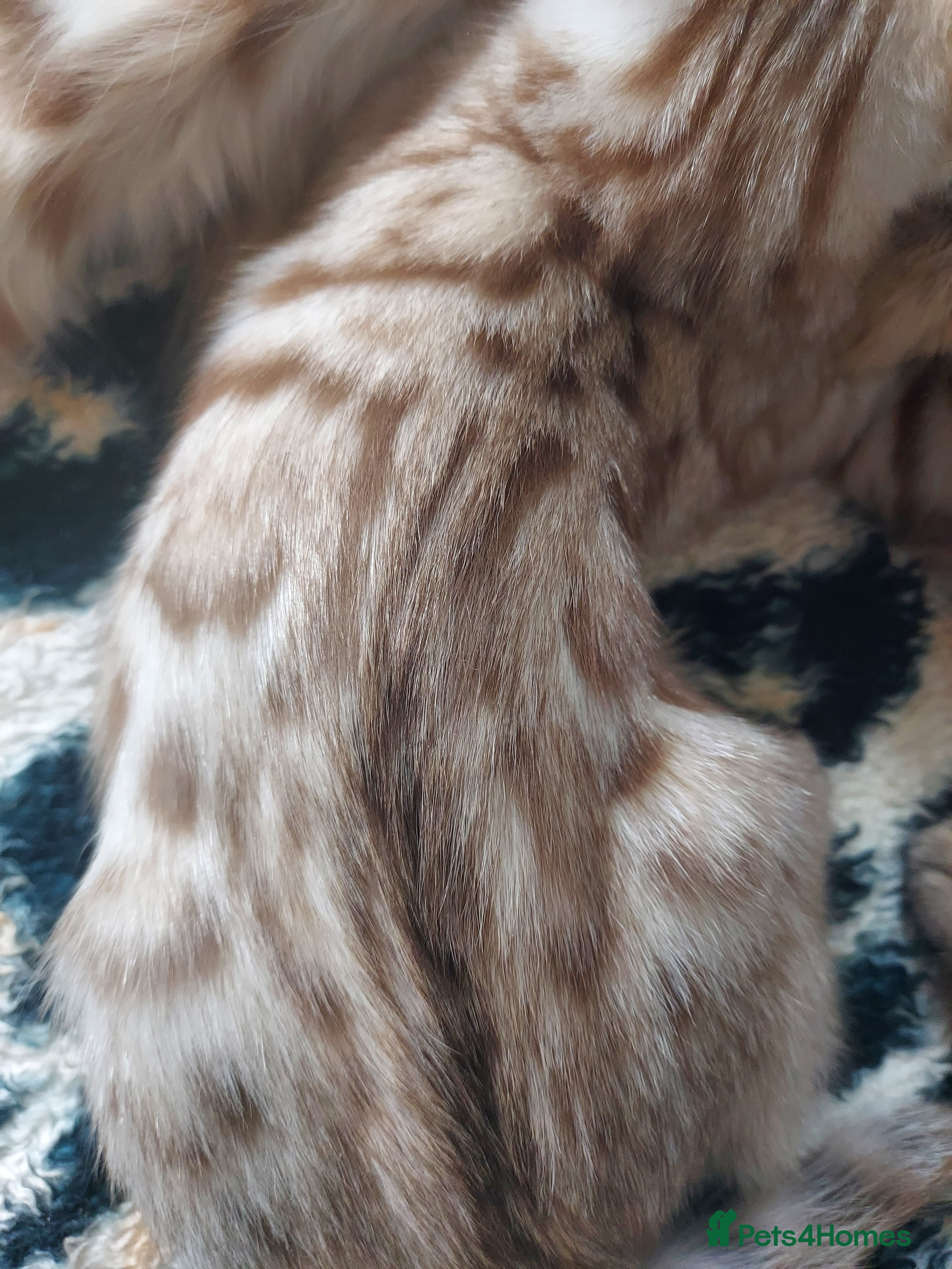 Bengal cats for sale: Pedigree Snow Bengal Kittens  - Advert 13
