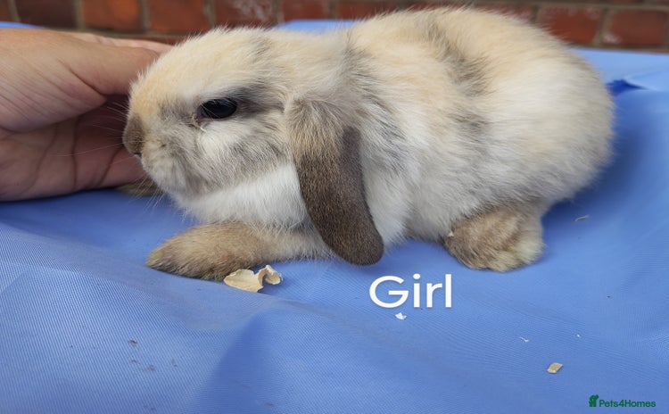 Mini Lop rabbits for sale in Selby - Advert 1