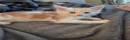 Maine Coon cats for sale: Maine coon baby floofs - Advert 3