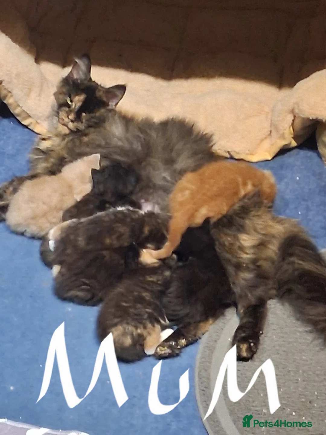 Maine Coon cats for sale: Beautiful Maine Coon kittens  - Advert 19