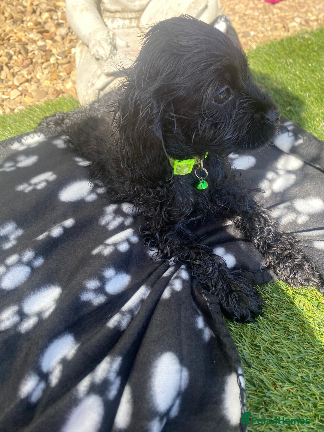 Cockapoo dogs for sale: Gorgeous American cockapoos  - Image 5