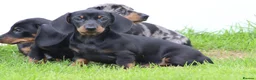 Dachshund dogs for sale: Miniature Dachshund puppies for sale - Advert 10