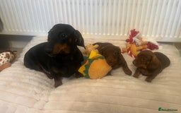 Miniature Dachshund dogs for sale: Miniature dachshund puppies - Advert 2